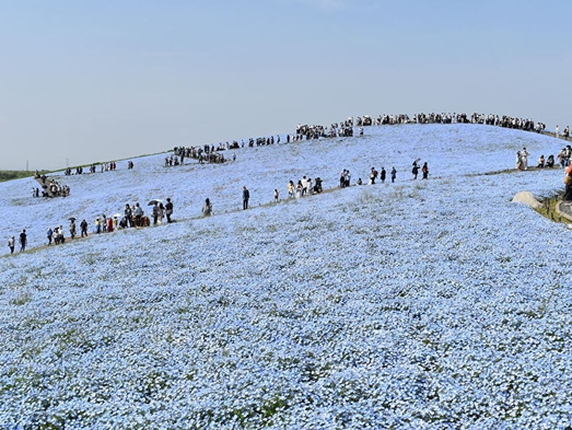 迫力が段違い！！国営ひたち海浜公園の花見を生で満喫！！1泊2食バイキングプラン